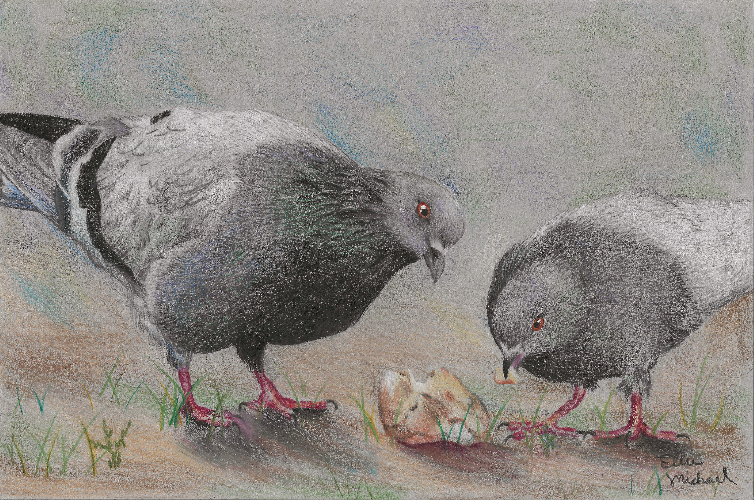 Two pigeons eating together on the ground